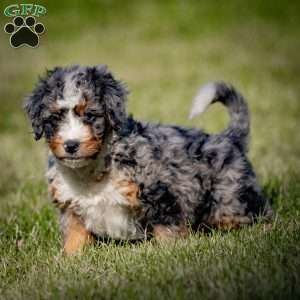 Jasper, Mini Bernedoodle Puppy